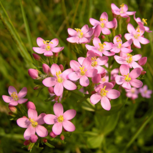 Bach Flowers Photo