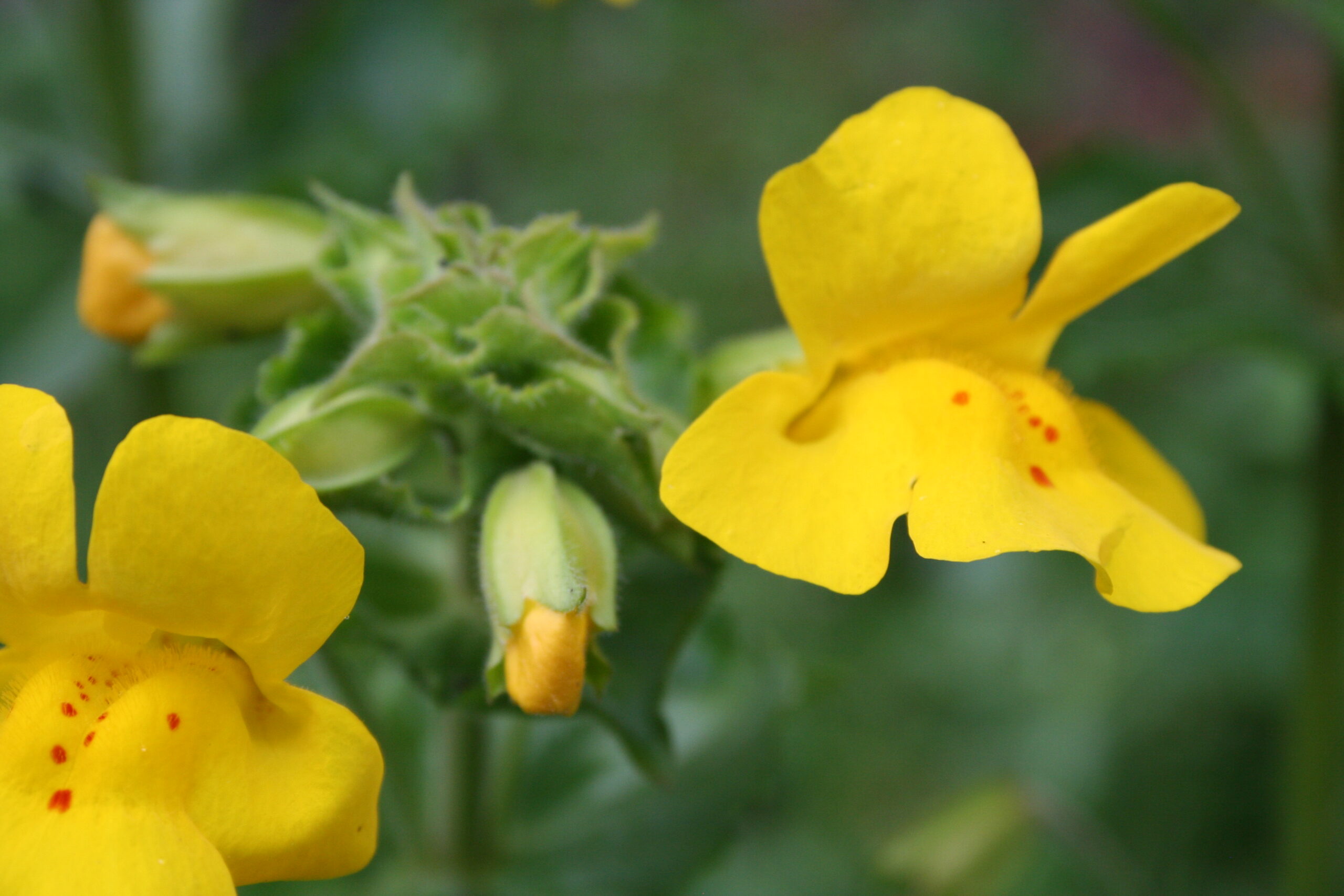 overcoming menopause naturally