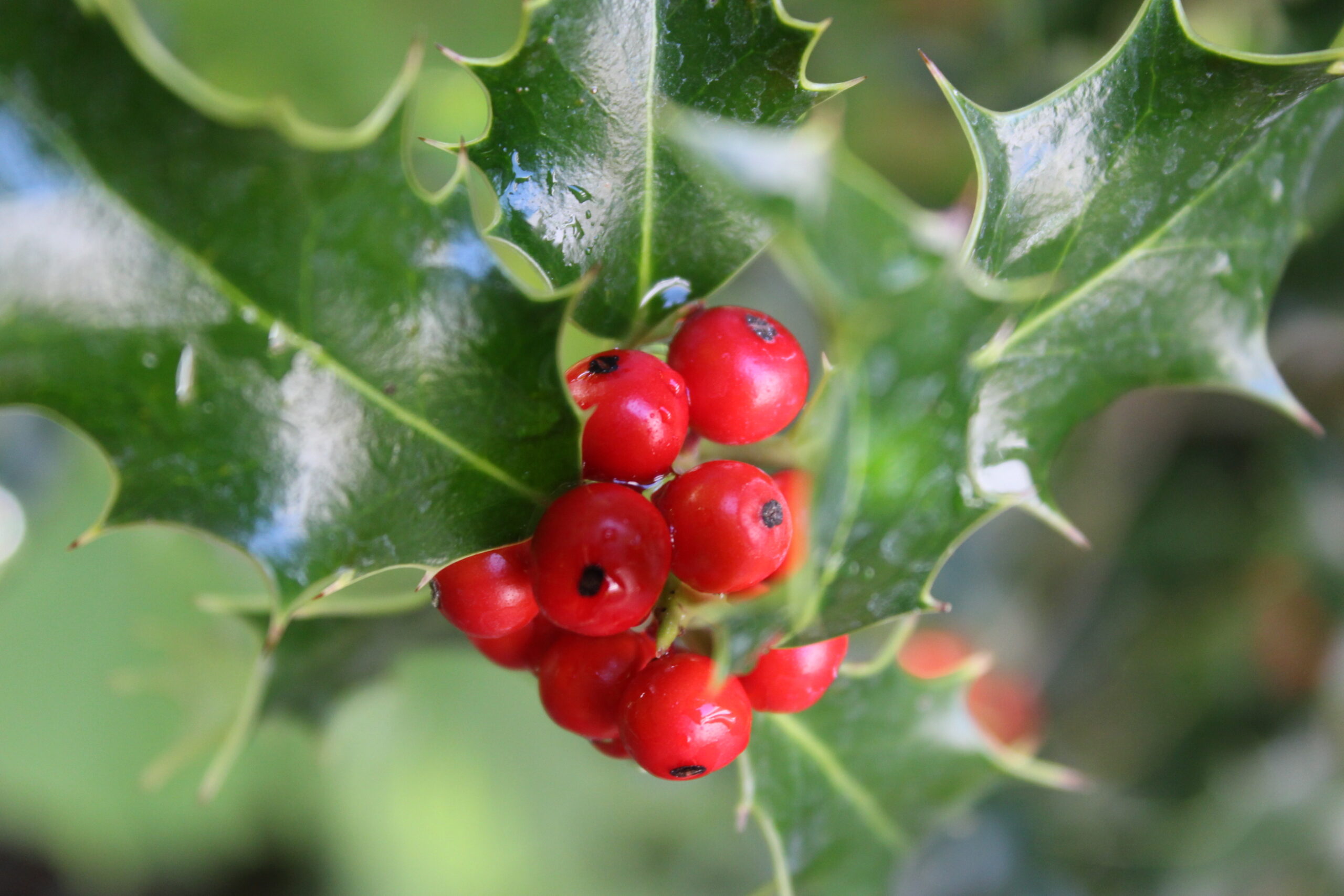 overcoming menopause naturally