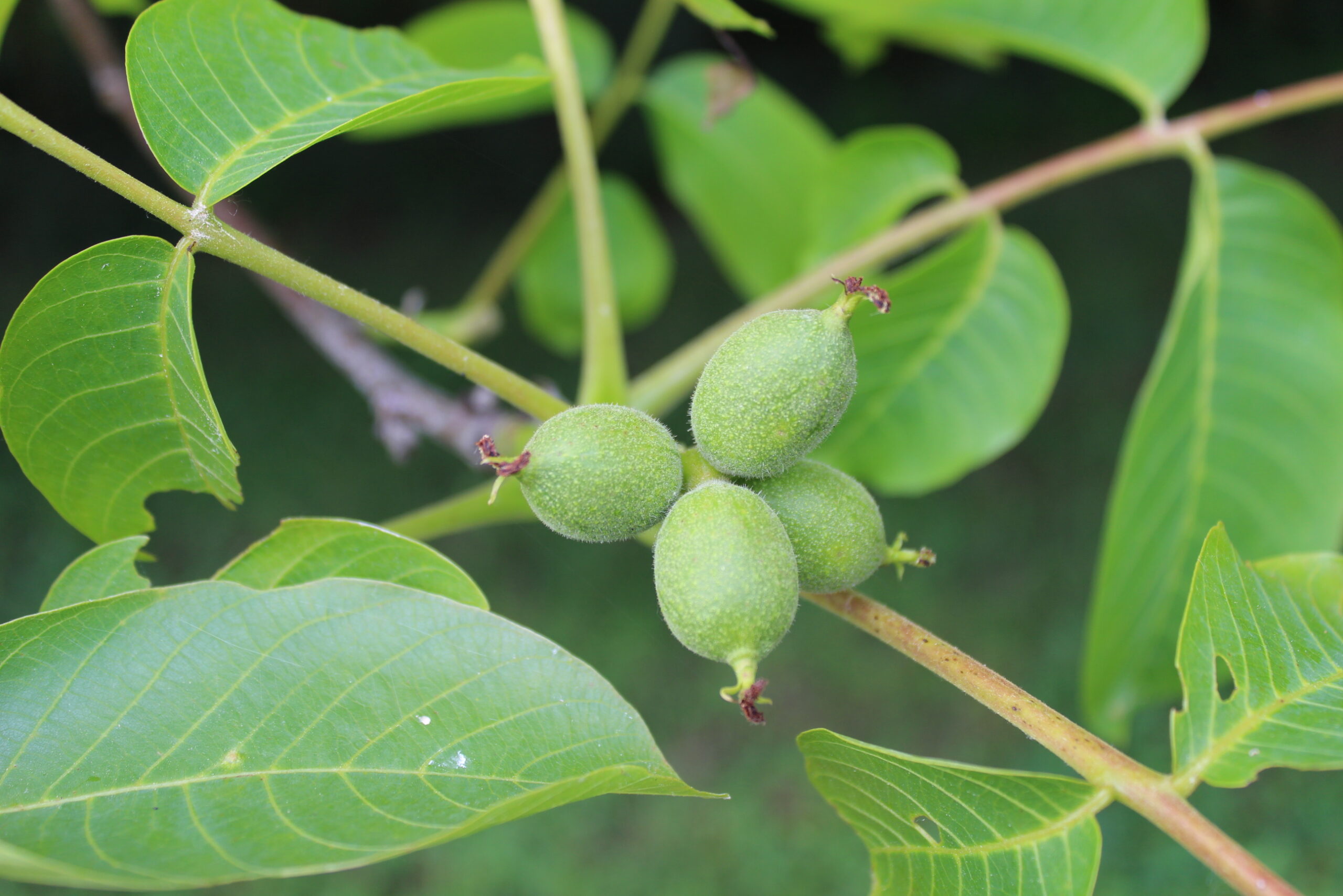 Overcoming menopause naturally