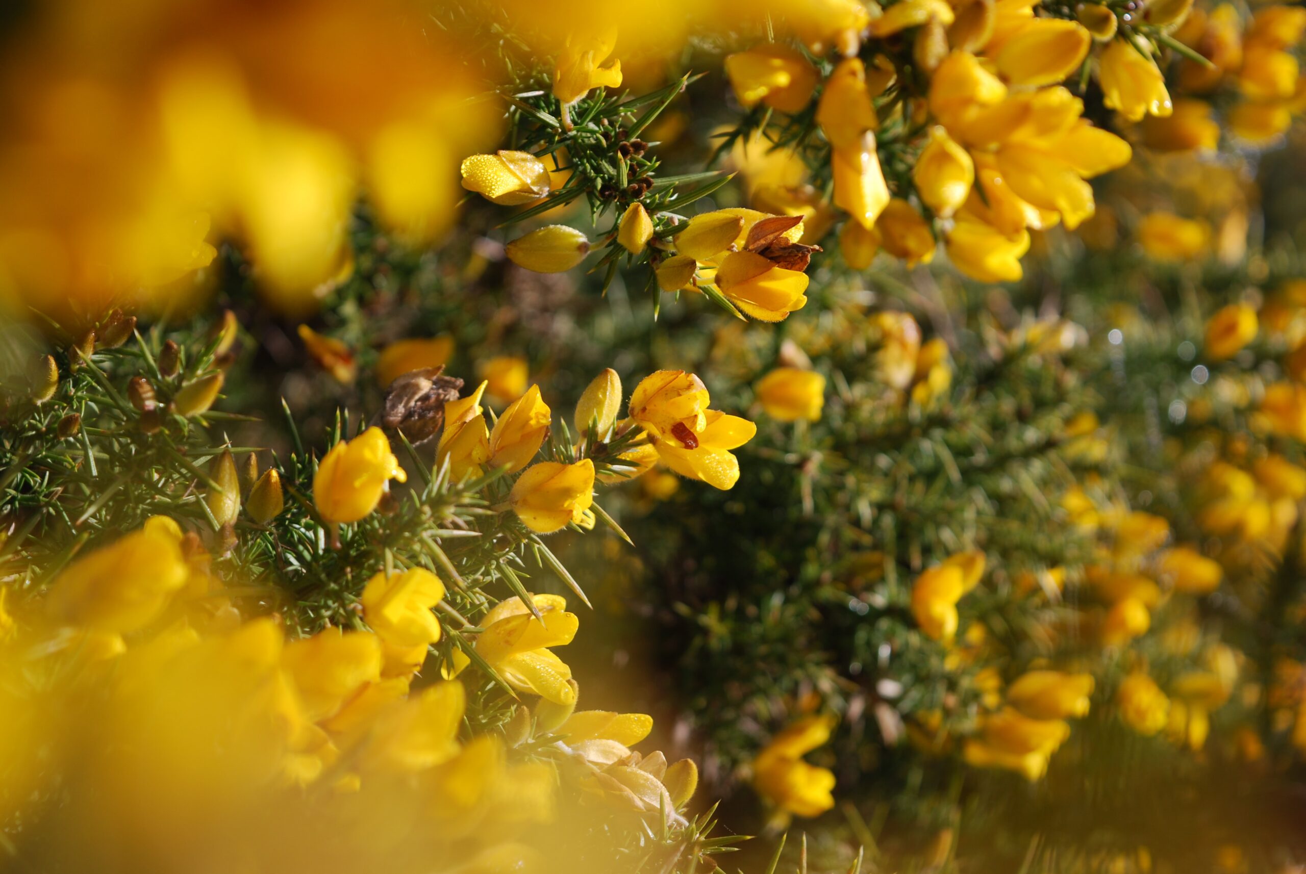 Can natural remedies relieve SAD