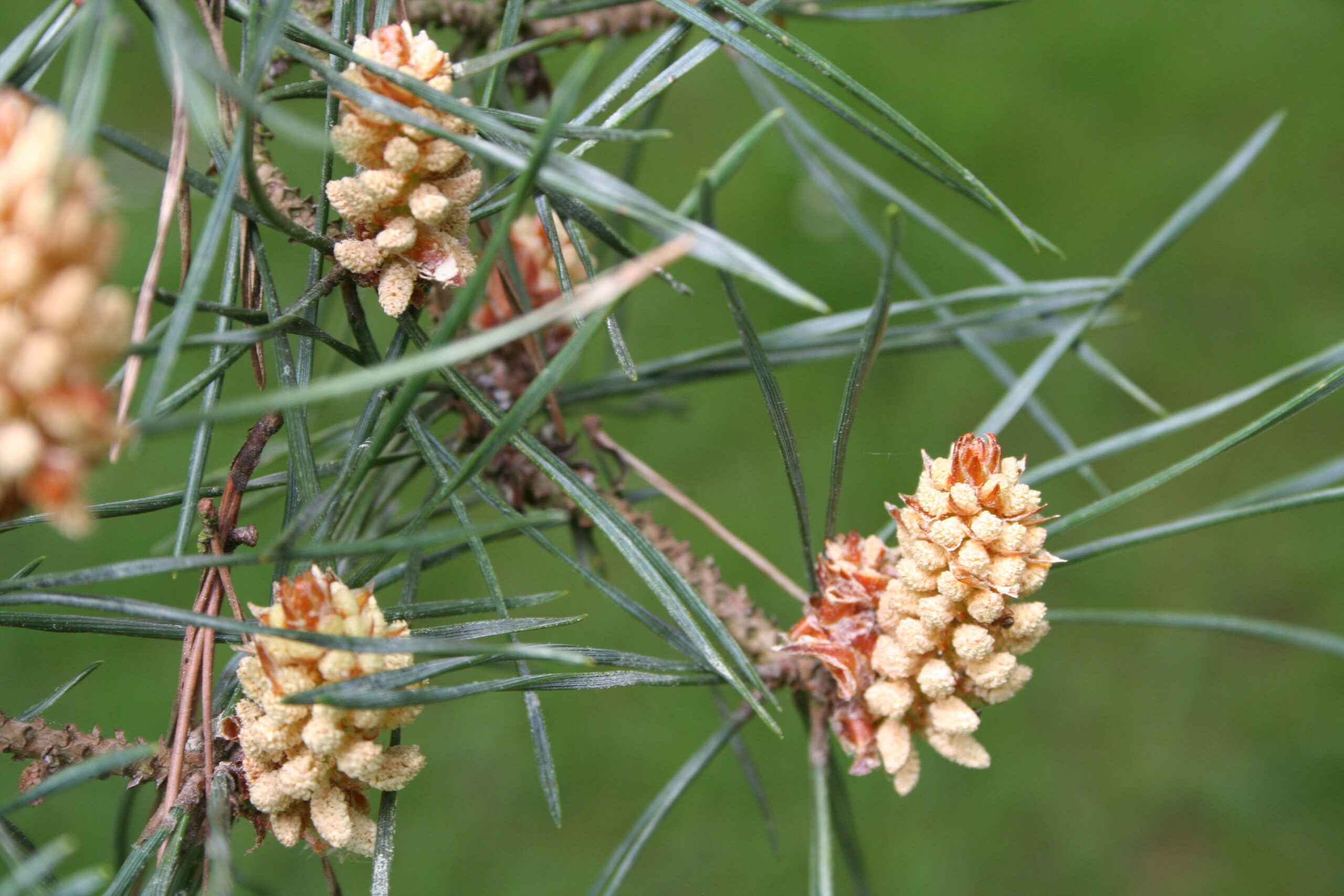 picture of the flower of the pine tree