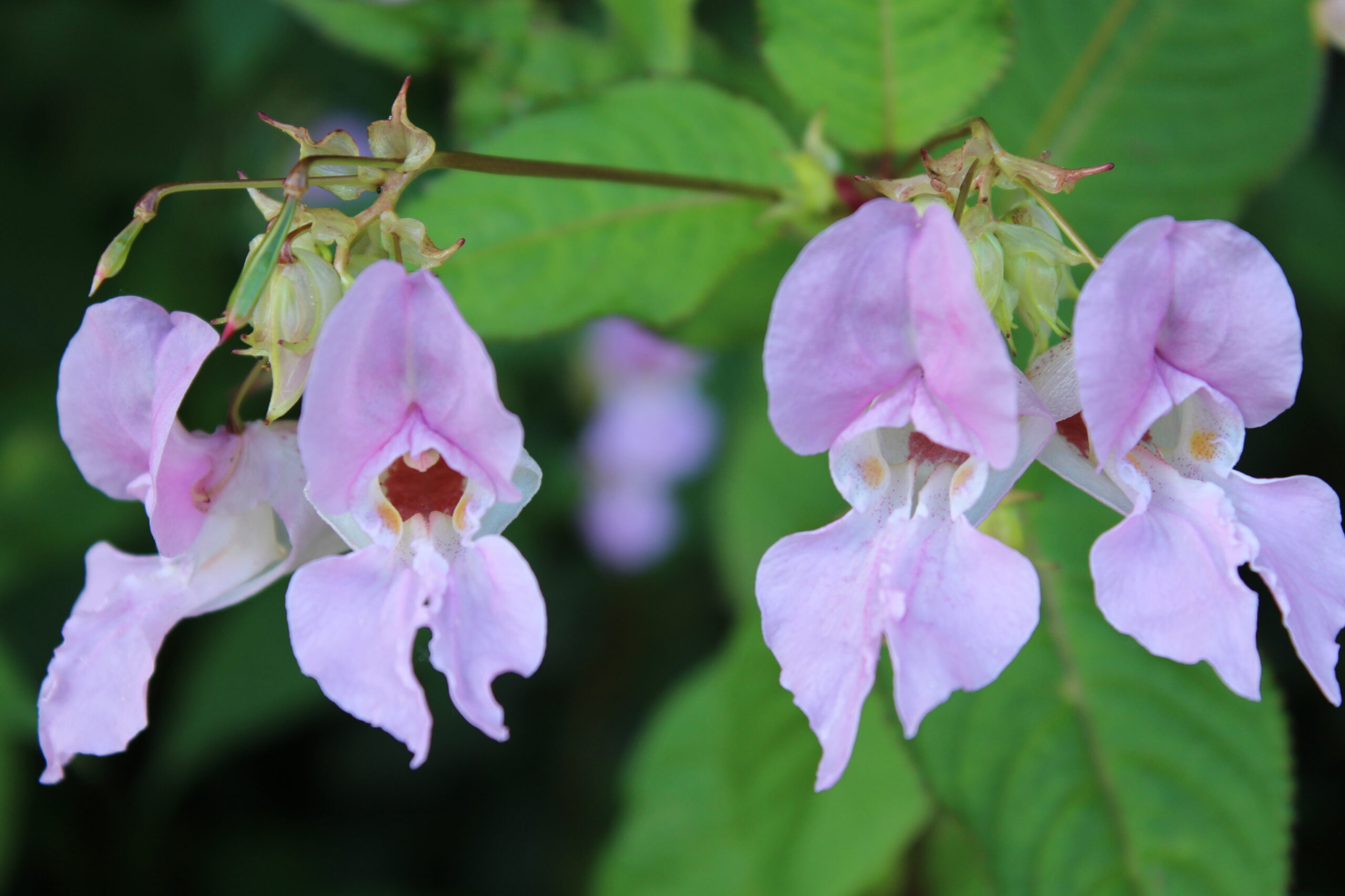 Overcoming menopause naturally