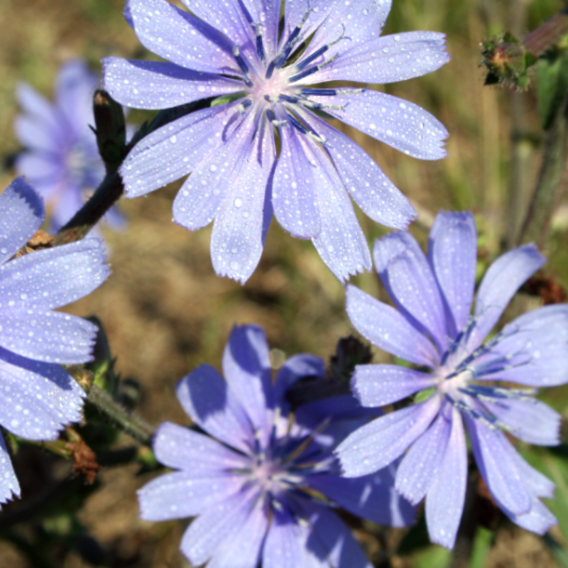 Chicory Flowers