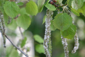 Aspen flowers