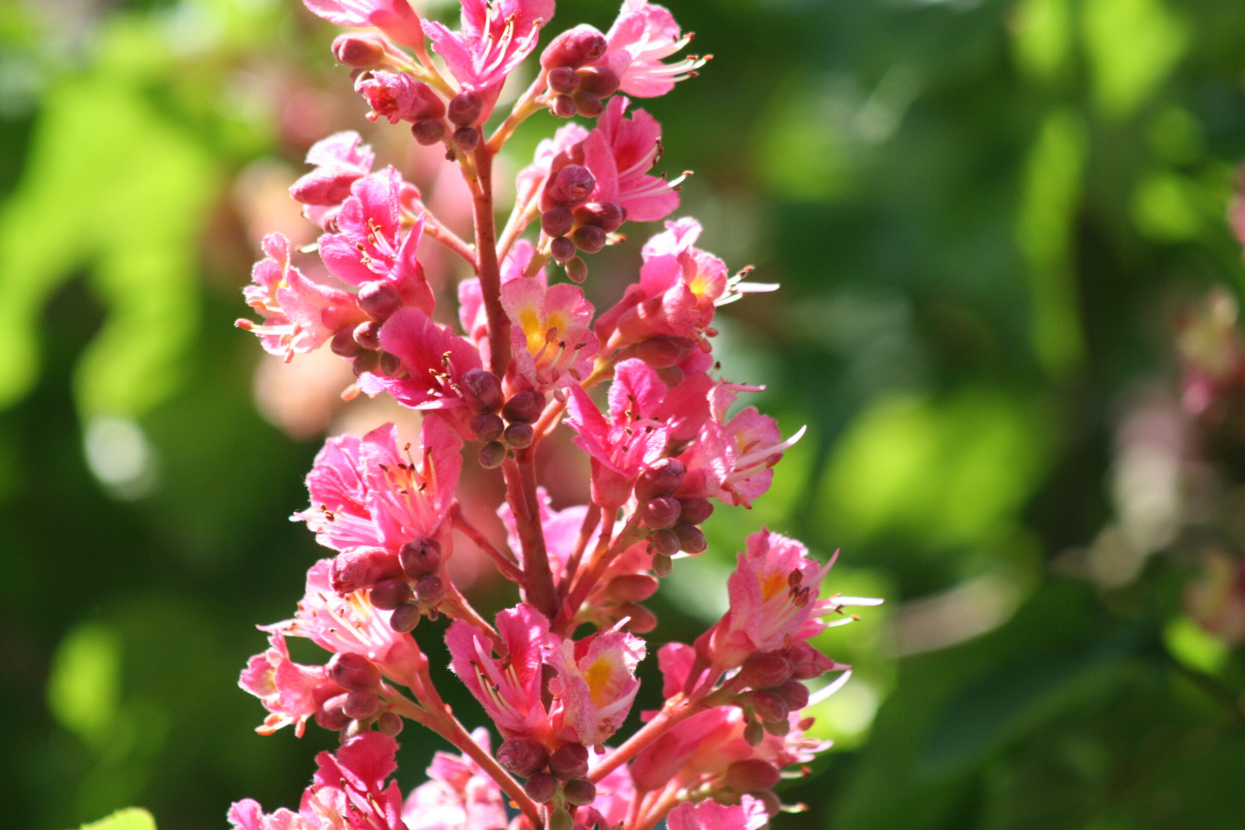 ow to ease Christmas Anxiety with natural floer remedies