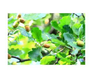 oak and acorns