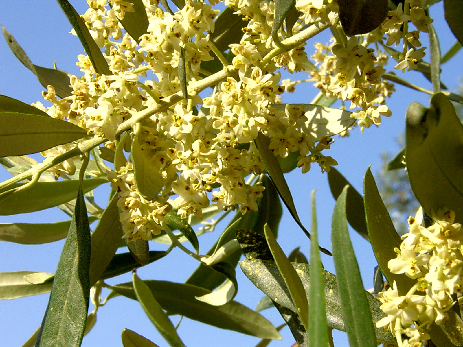 Can natural remedies ease the SAD