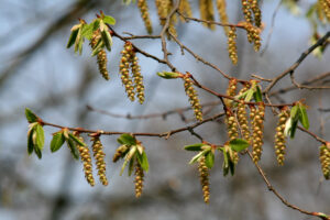 Hornbeam flowers
