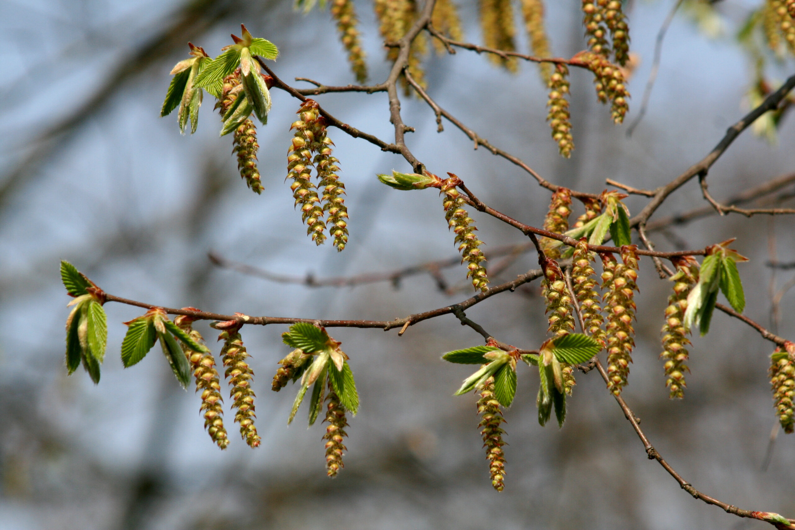 Can natural remedies help with SAD