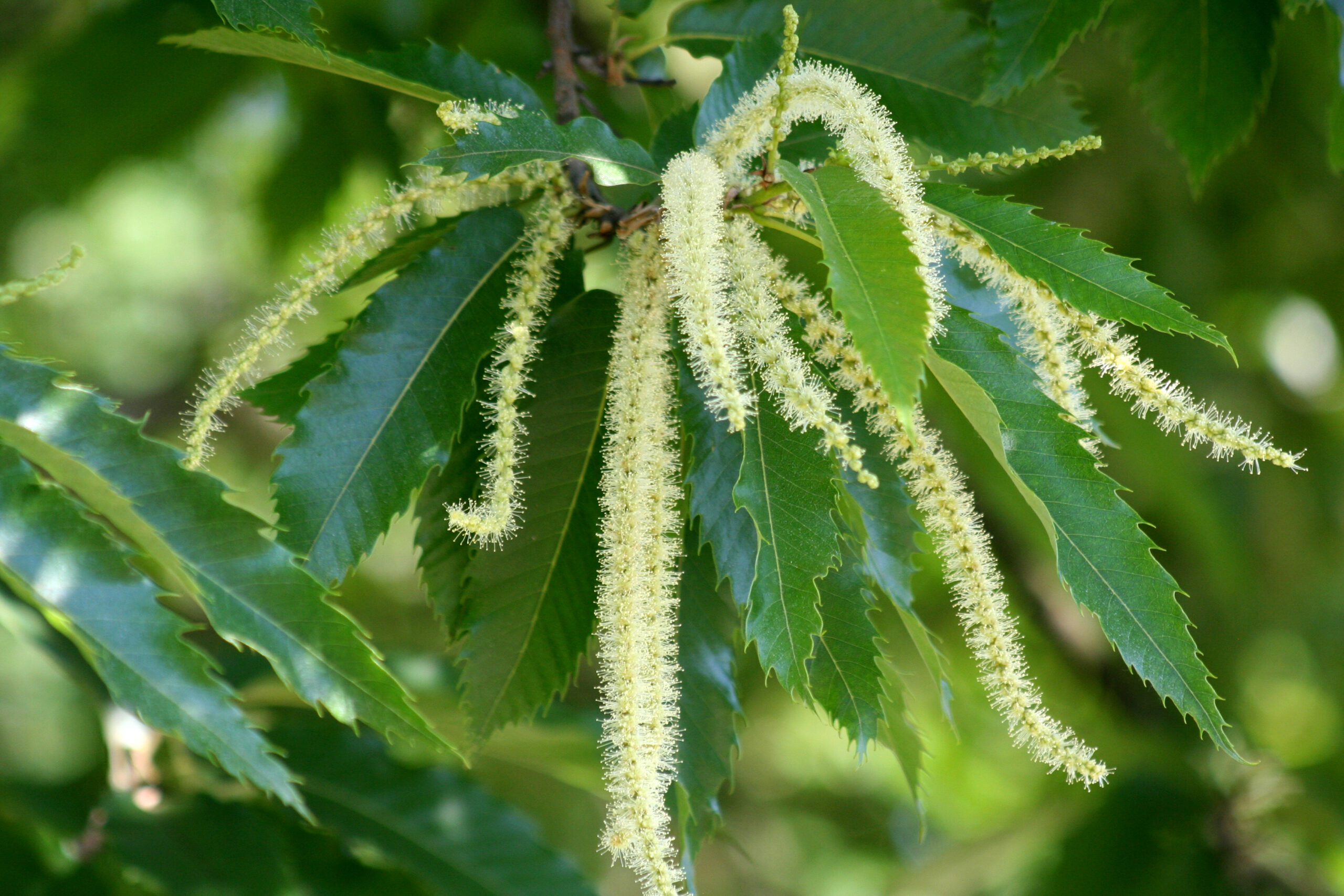 Can natural remedies help with SAD