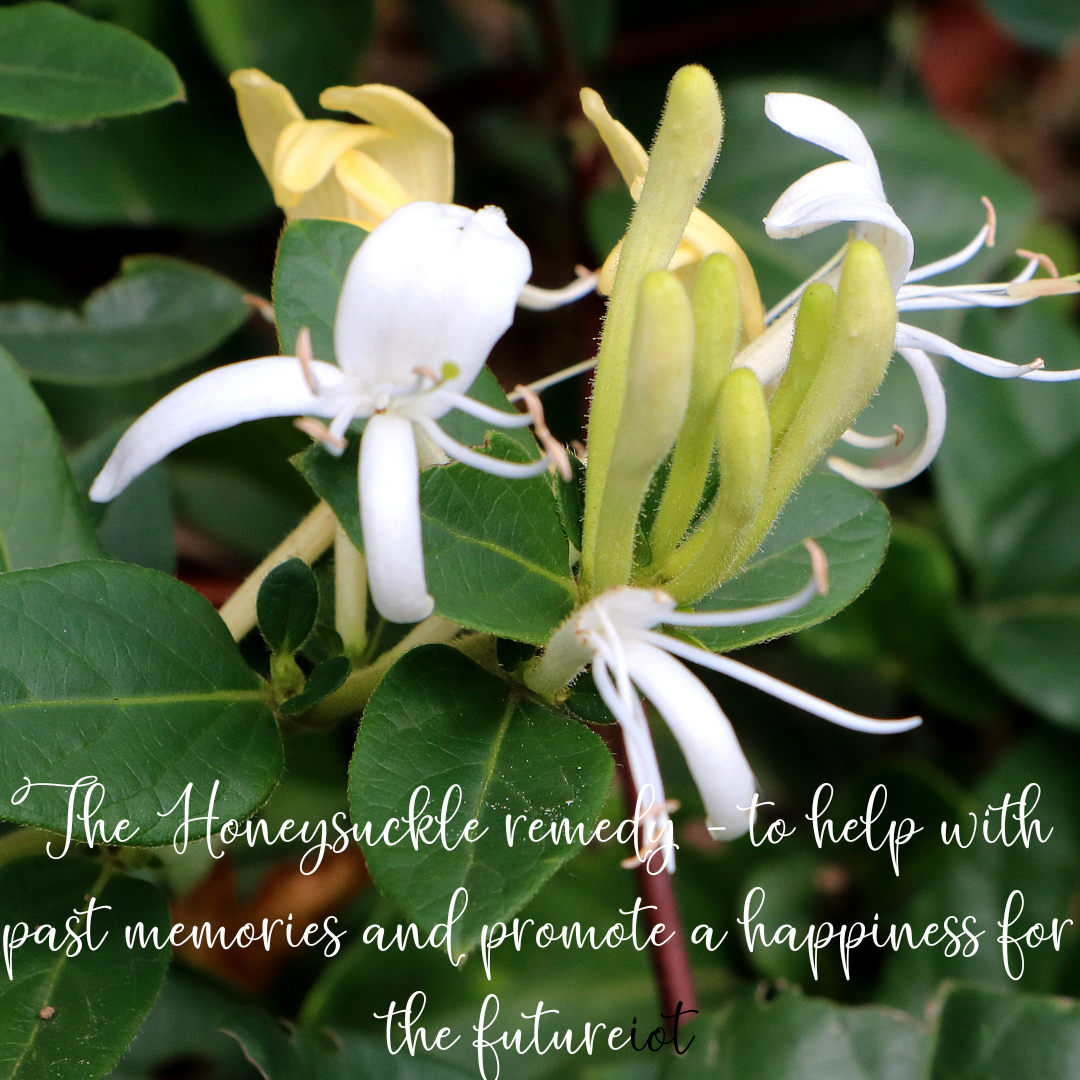 Honeysuckle flower