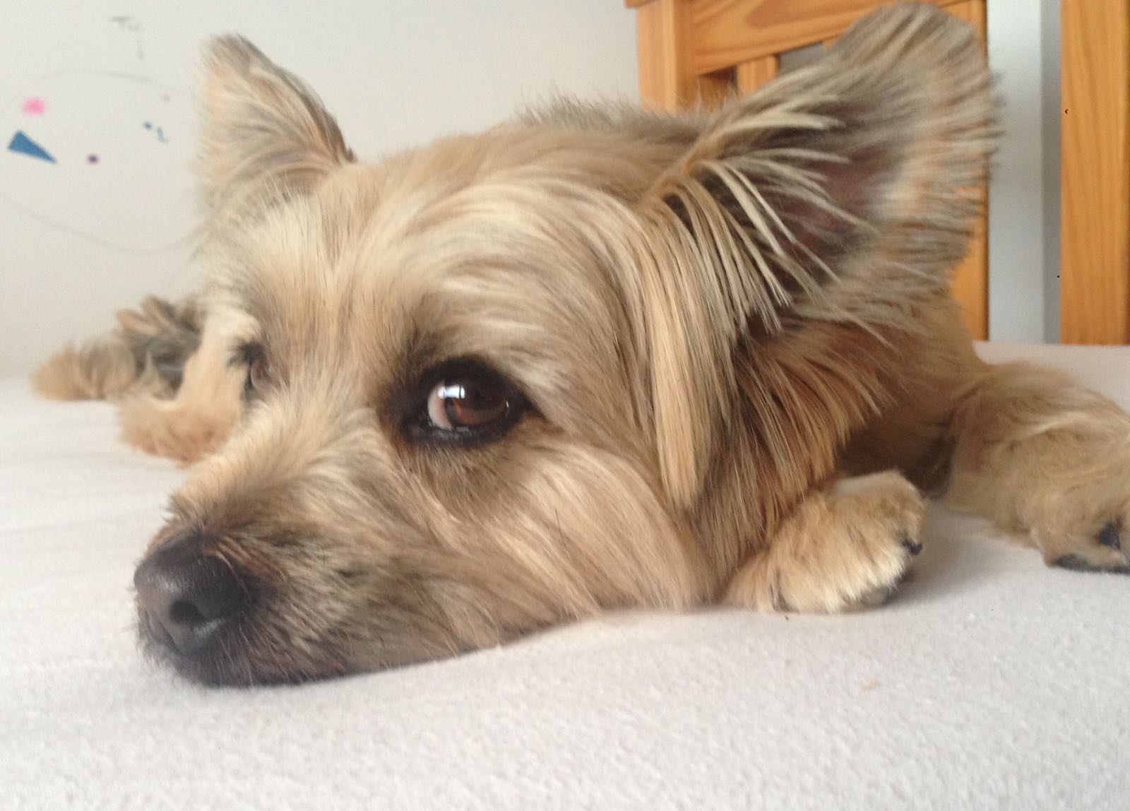 OUr beautiful snoopy -